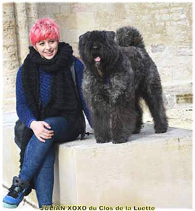 JULIAN XOXO du Clos de la Luette SITE WEB ELEVAGE DU CLOS DE LA LUETTE SPECIALISE POUR LE BOUVIER DES FLANDRES COPYRIGHT DEPOSE